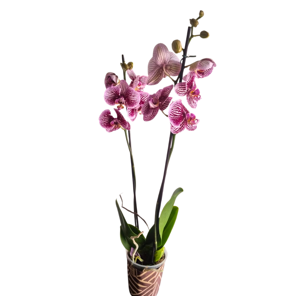 product-details